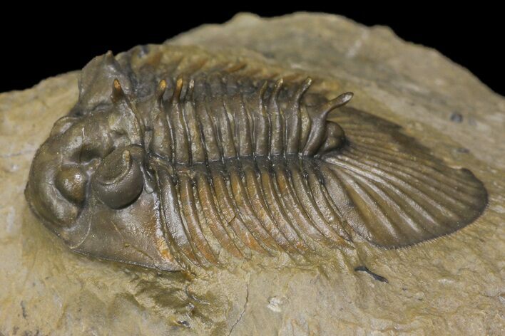 Spiny Scabriscutellum Trilobite With Bite - Foum Zguid, Morocco #171024